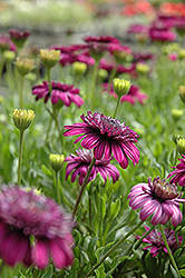 3D Purple African Daisy (Osteospermum '3D Purple') at GardenWorks