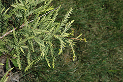 Peve Yellow Baldcypress (Taxodium distichum 'Peve Yellow') at GardenWorks