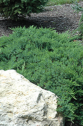 Broadmoor Juniper (Juniperus sabina 'Broadmoor') at GardenWorks