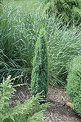 Pencil Point Juniper (Juniperus communis 'Pencil Point') at GardenWorks