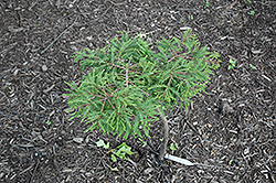 Secrest Baldcypress (Taxodium distichum 'Secrest') at GardenWorks