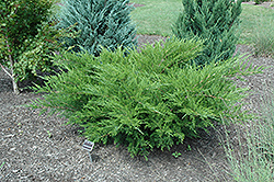 Sea Green Juniper (Juniperus chinensis 'Sea Green') at GardenWorks