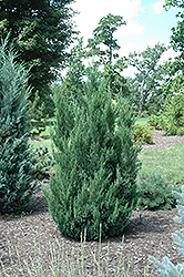 Blue Point Juniper (Juniperus chinensis 'Blue Point') at GardenWorks