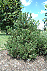 Oregon Green Austrian Pine (Pinus nigra 'Oregon Green') at GardenWorks