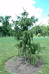 Red Tipped Norway Spruce (Picea abies 'Rubra Spicata') at GardenWorks
