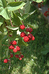 Heritage Raspberry (Rubus 'Heritage') at GardenWorks