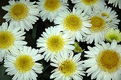 Realflor Real Glory Shasta Daisy (Leucanthemum x superbum 'Real Glory') at GardenWorks