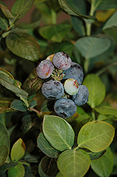 Peach Sorbet Blueberry (Vaccinium 'ZF06-043') at GardenWorks