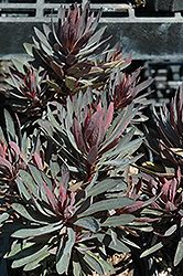 Blackbird Evergreen Spurge (Euphorbia 'Nothowlee') at GardenWorks