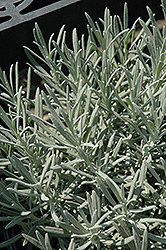 Phenomenal Lavender (Lavandula x intermedia 'Phenomenal') at GardenWorks