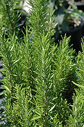 Barbeque Rosemary (Rosmarinus officinalis 'Barbeque') at GardenWorks