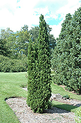Degroot's Spire Arborvitae (Thuja occidentalis 'Degroot's Spire') at GardenWorks