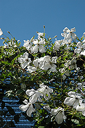 Alba Luxurians Clematis (Clematis viticella 'Alba Luxurians') at GardenWorks