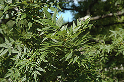 Leprechaun Green Ash (Fraxinus pennsylvanica 'Leprechaun') at GardenWorks