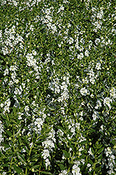 Angelface White Angelonia (Angelonia angustifolia 'Anwhitim') at GardenWorks