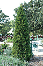 Emerald Green Arborvitae (Thuja occidentalis 'Smaragd') at GardenWorks