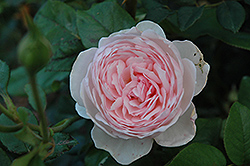 Heritage Rose (Rosa 'Heritage') at GardenWorks