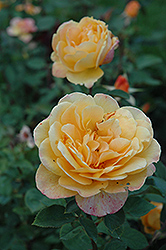 Strike It Rich Rose (Rosa 'Strike It Rich') at GardenWorks