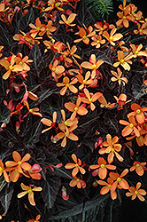 Sparks Will Fly Begonia (Begonia 'Sparks Will Fly') at GardenWorks