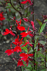 Fan Scarlet Cardinal Flower (Lobelia x speciosa 'Fan Scarlet') at GardenWorks