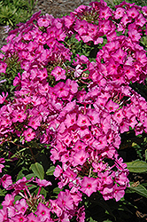 Flame Pink Garden Phlox (Phlox paniculata 'Flame Pink') at GardenWorks