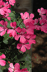 Caliente Pink Geranium (Pelargonium 'Caliente Pink') at GardenWorks