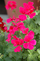Caliente Rose Geranium (Pelargonium 'Caliente Rose') at GardenWorks
