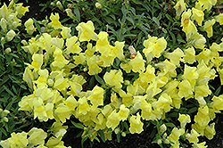 Candy Showers Yellow Snapdragon (Antirrhinum majus 'Candy Showers Yellow') at GardenWorks
