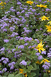 Blue Horizon Flossflower (Ageratum 'Blue Horizon') at GardenWorks
