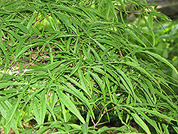 Linearilobum Japanese Maple (Acer palmatum 'Linearilobum') at GardenWorks