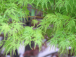 Kiri Nishiki Japanese Maple (Acer palmatum 'Kiri Nishiki') at GardenWorks