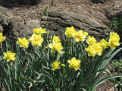 Golden Ducat Daffodil (Narcissus 'Golden Ducat') at GardenWorks