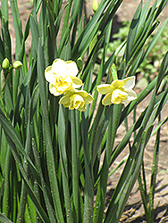 Yellow Cheerfulness Daffodil (Narcissus x poetaz 'Yellow Cheerfulness') at GardenWorks