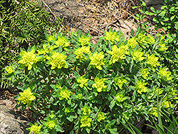 Cushion Spurge (Euphorbia epithymoides) at GardenWorks
