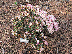 Ginny Rhododendron (Rhododendron 'Ginny') at GardenWorks
