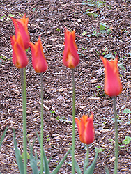 BallerinaTulip (Tulipa 'Ballerina') at GardenWorks