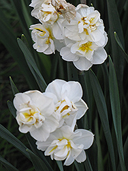 Cheerfulness Daffodil (Narcissus x poetaz 'Cheerfulness') at GardenWorks