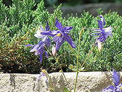 Blue Star Columbine (Aquilegia caerulea 'Blue Star') at GardenWorks