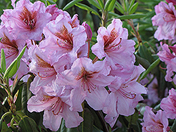 Kabarett Rhododendron (Rhododendron 'Kabarett') at GardenWorks