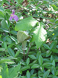 Hybrid Jack-In-The-Pulpit (Arisaema x triphyllum) at GardenWorks