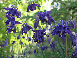 Double Violet Blue Columbine (Aquilegia vulgaris 'Double Violet Blue') at GardenWorks