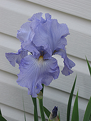 Babbling Brook Iris (Iris 'Babbling Brook') at GardenWorks