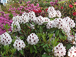 Sapporo Rhododendron (Rhododendron 'Sapporo') at GardenWorks