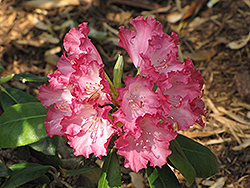 Barmstedt Rhododendron (Rhododendron 'Barmstedt') at GardenWorks