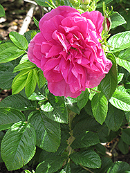Hansa Rose (Rosa 'Hansa') at GardenWorks