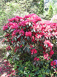Trilby Rhododendron (Rhododendron 'Trilby') at GardenWorks