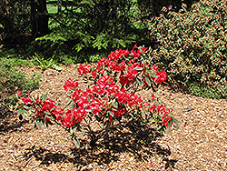 Vulcan Rhododendron (Rhododendron 'Vulcan') at GardenWorks