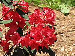 Vulcan Rhododendron (Rhododendron 'Vulcan') at GardenWorks