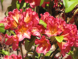 Sonata Rhododendron (Rhododendron 'Sonata') at GardenWorks