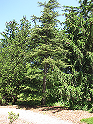 Cedar of Lebanon (Cedrus libani) at GardenWorks
